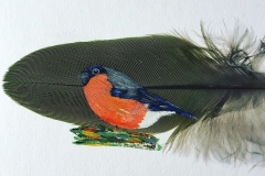 bullfinch