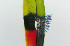 hummingbird