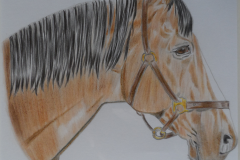 horse