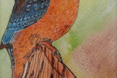 kingfisher_1