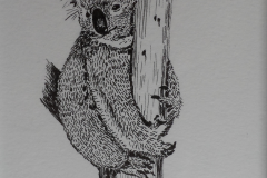 koala